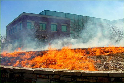 RETURN TO ENVIRONMENT GALLERY