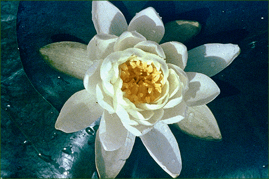 CLICK FOR NEXT PHOTOGRAPH