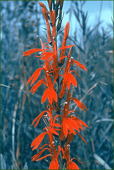 CLICK FOR NEXT PHOTOGRAPH