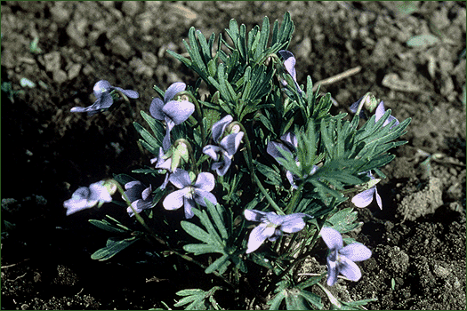 CLICK FOR NEXT PHOTOGRAPH