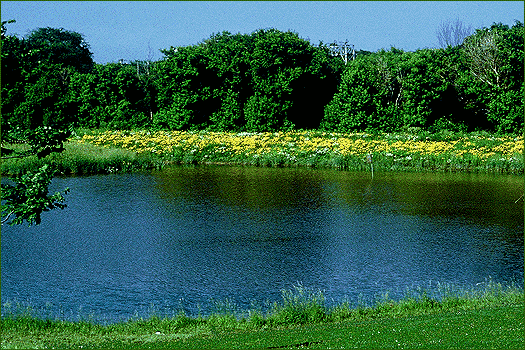 CLICK FOR NEXT PHOTOGRAPH